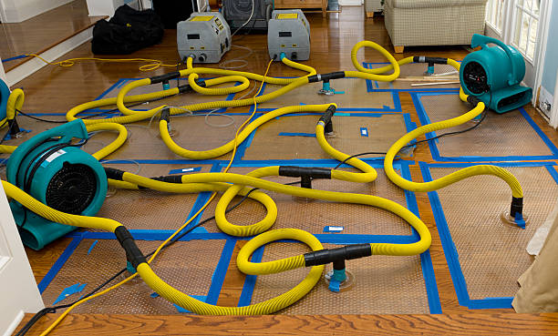 Professional Structural Drying And Dehumidification technician working in Canyon, MN